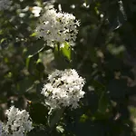 Bed and Breakfast Brizzi Σαν Λάτζαρο ντι Σάβενα