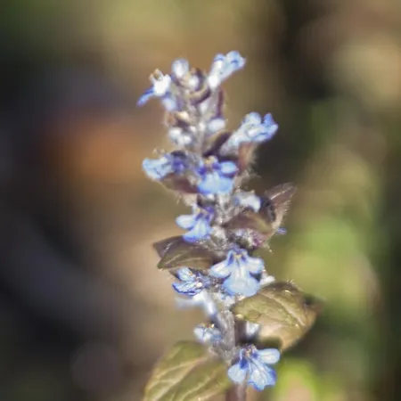 Brizzi San Lazzaro di Savena