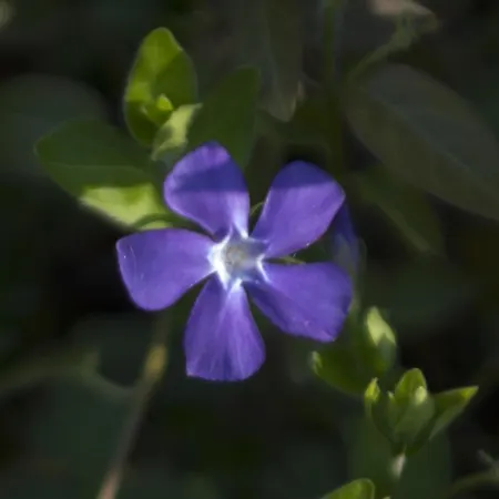 Brizzi San Lazzaro di Savena