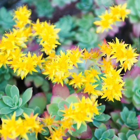 Brizzi San Lazzaro di Savena