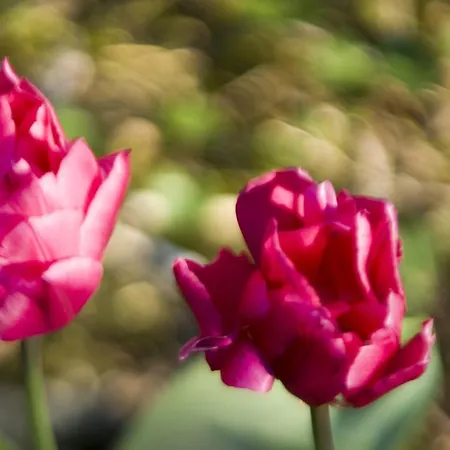 Oda ve Kahvaltı Brizzi San Lazzaro di Savena