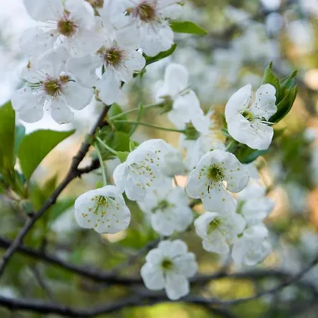 Brizzi Oda ve Kahvaltı