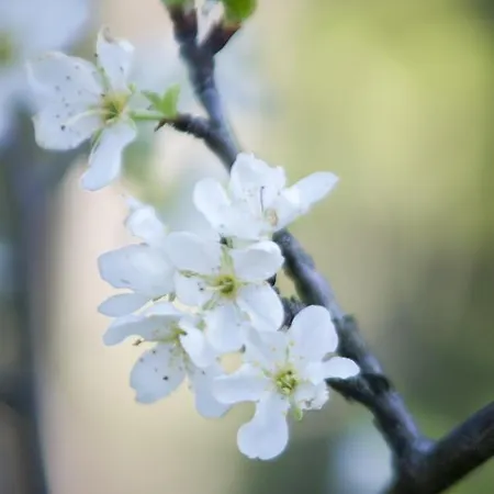 Brizzi San Lazzaro di Savena