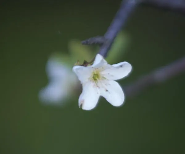 Brizzi サン・ラッザロ・ディ・サーヴェナ
