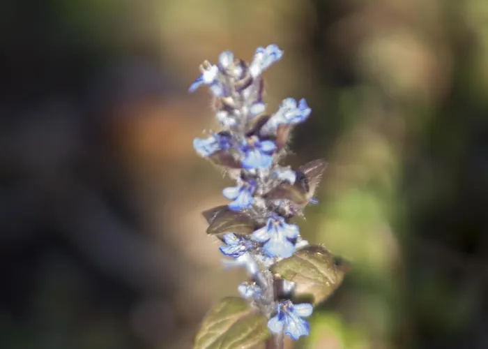 Brizzi Σαν Λάτζαρο ντι Σάβενα