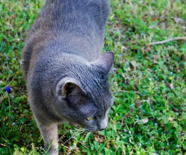 Brizzi ベッド・アンド・ブレックファスト サン・ラッザロ・ディ・サーヴェナ