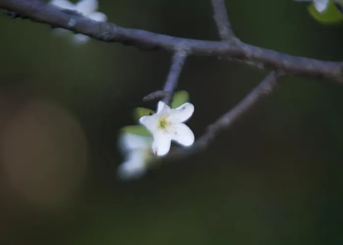 ベッド・アンド・ブレックファスト Brizzi