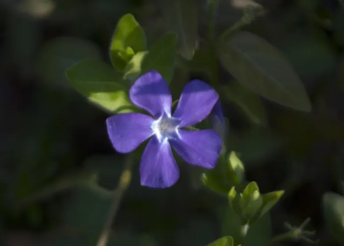 Brizzi サン・ラッザロ・ディ・サーヴェナ
