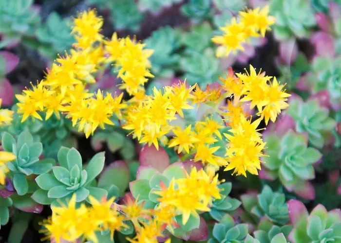 Brizzi San Lazzaro di Savena