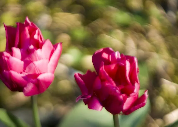 Bed & Breakfast Brizzi San Lazzaro di Savena