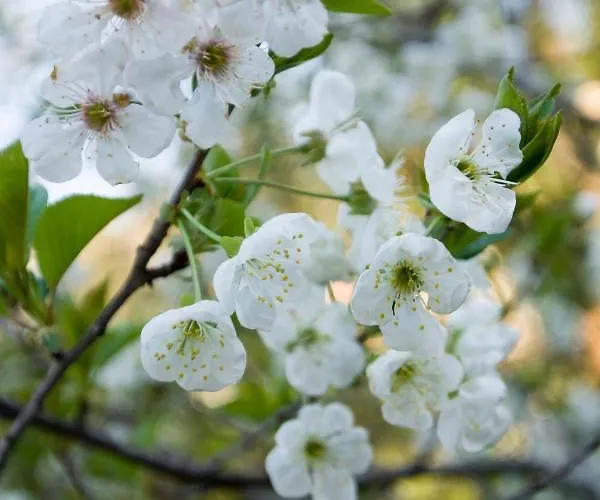 Brizzi Bed and Breakfast