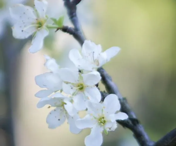 Brizzi San Lazzaro di Savena